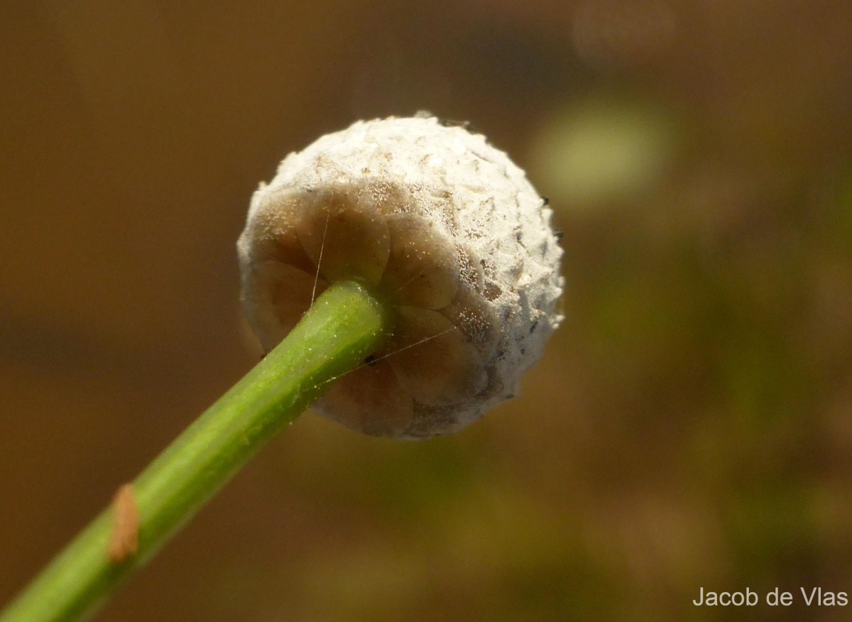 Eriocaulon sexangulare L.